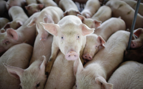 30 miljoen varkens per jaar en bijna geen varkensboeren