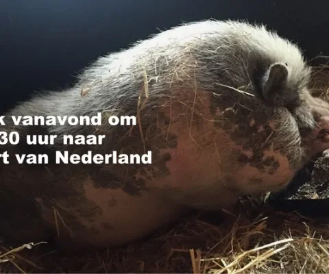 Vanavond in Hart van Nederland: weet jij een thuis voor Hector? 