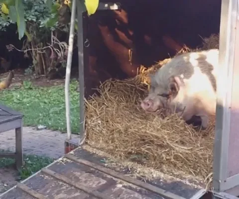 Hector heeft het ontzettend naar zijn zin (video)