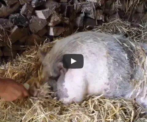 Hector verkent onbezorgd zijn nieuwe thuis in Drenthe (video)
