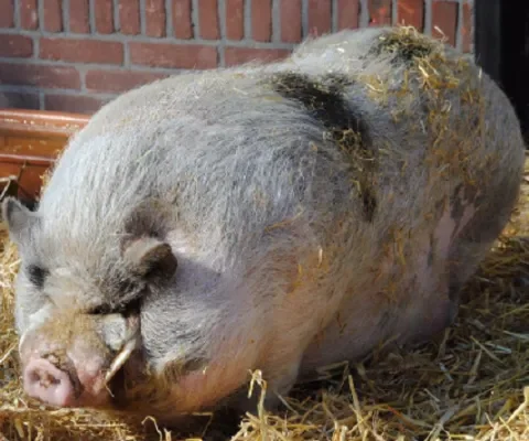 NVWA maakt proces verbaal op tegen redders Hector