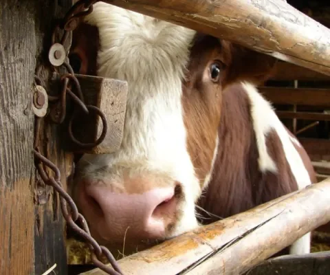 Tweede Kamer ziet af van debat dierenwelzijn