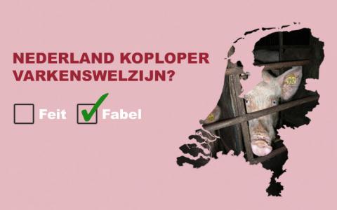 Is Nederland koploper varkenswelzijn?