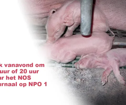 Vanavond in het NOS journaal: massale sterfte onder biggen