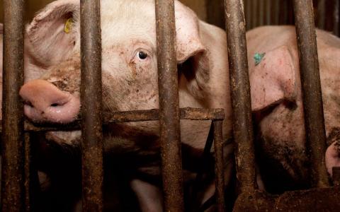 Politici eisen strengere regels na zien schokkende film uit varkensstal 