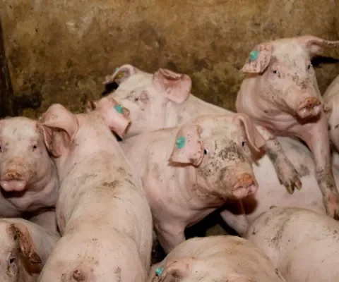 Geef de dieren minstens een fundamenteel recht op een fatsoenlijk leven