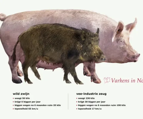 Varkens in Nood bij Radar: waarom is varkensvlees zo goedkoop?