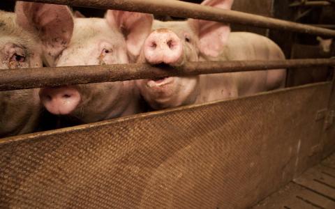 Petitie voor verandering in de varkenshouderij
