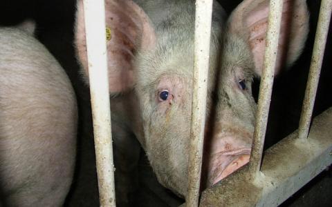 EU roept China op levend begraven besmette varkens te stoppen