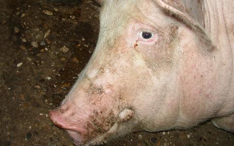Varkensboer wellicht vervolgd om hongerdood 400 dieren 