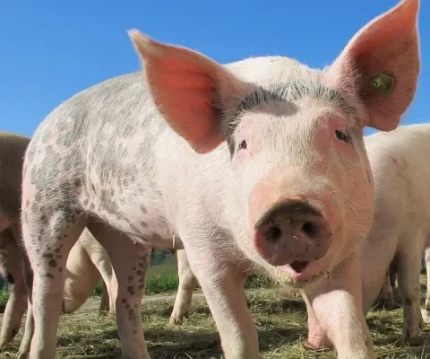 VeggieApp laat zien hoeveel dierenlevens je spaart