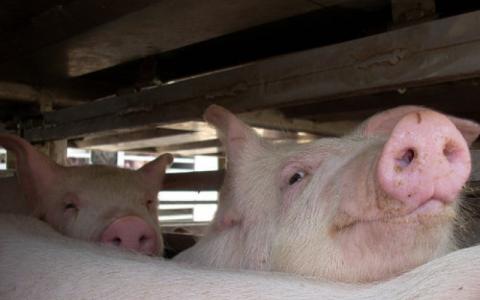 Trendbreuk: Beter toezicht op dierwelzijn en voedselveiligheid verwacht in 2014