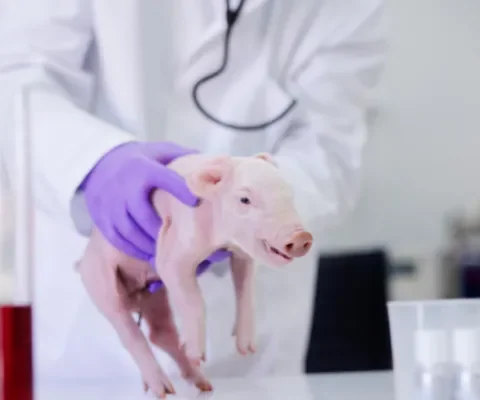Varkens veel te vaak proefdier