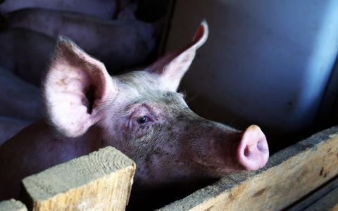 Rabobank vindt het ook: varkenssector moet op de schop