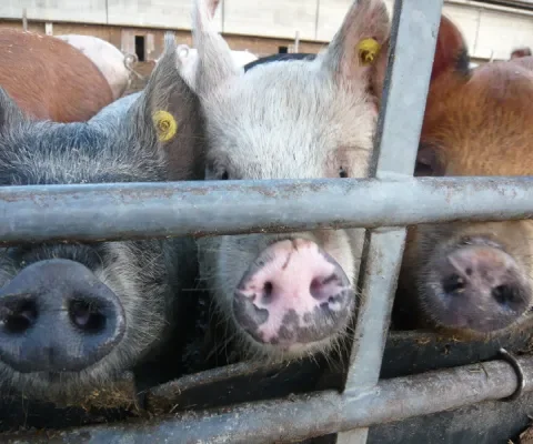 Krijgt de politiek eindelijk meer oog voor dierenwelzijn?