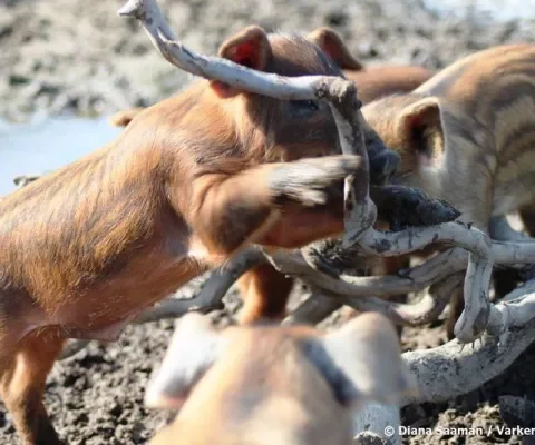 Diana's blog 22: Liefde voor dieren - big versus pup
