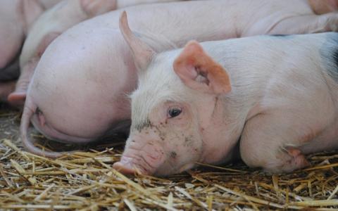‘Welzijn steeds belangrijker thema in varkensindustrie’