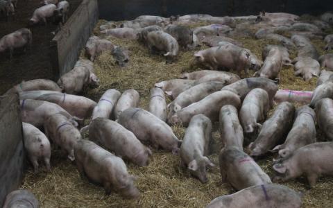 Albert Heijn stapt over op 1 ster varkensvlees voor vleeswaren