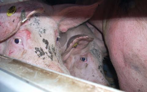Van Dam erkent: varkenshouderij moet op de schop