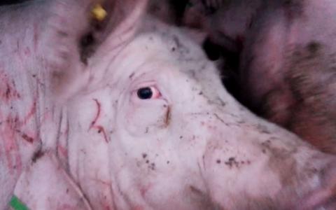 Video: varkens vechten tot bloedens toe op weg naar slachthuis