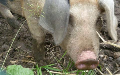 Het verborgen leven van varkens (video)