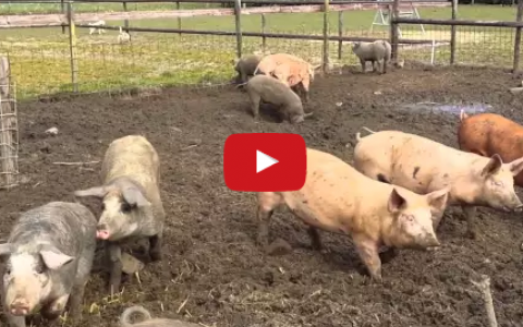 Vlog 2: De varkens van Diana