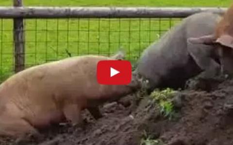 Vlog 6: Nieuwe wroetgrond voor de varkens