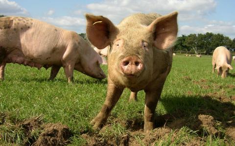 Hervorm de varkenssector, nú is het moment