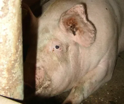 Dijksma negeert massale ontduiking van de wet, de dieren zijn de klos