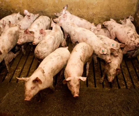 Klimaatakkoord: eindelijk momentum voor krimp van de veestapel?