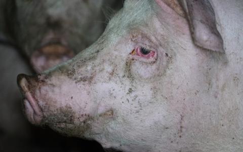 Miljoenen varkens krijgen schonere lucht