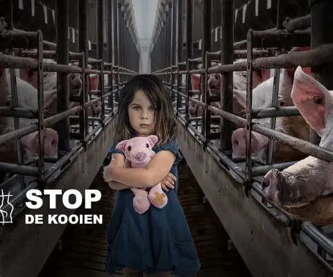 Laatste kans om te tekenen tegen kooien!