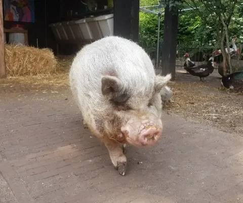 Hoe gaat het nu met Hector?