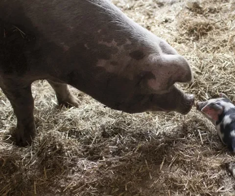 Een zwangere zeug in het stro krijgt gelukkiger biggen