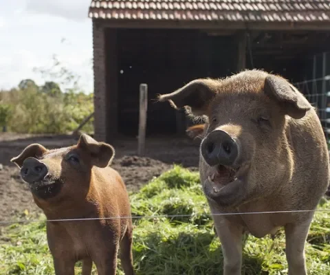 Klagen over buitenvarkens moet verboden worden!