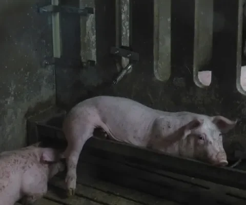 Hittestress bij miljoenen Nederlandse varkens