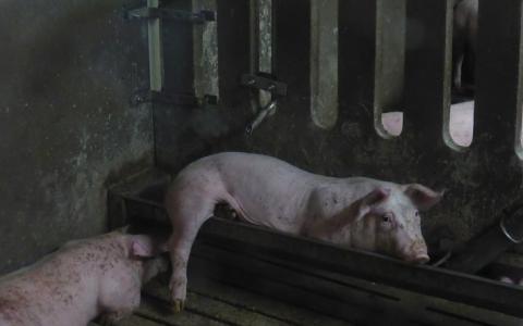 Hittestress bij miljoenen Nederlandse varkens