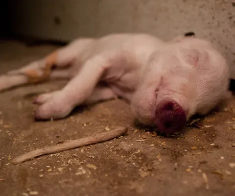 Zes miljoen varkens sterven nog voor de slacht