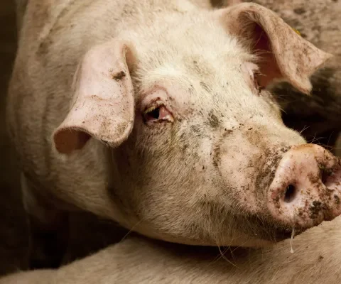 120 misstanden in de Nederlandse varkenshouderij anno 2015