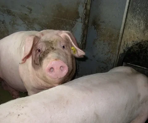 Naleving dierenwelzijnswetgeving in de vee-industrie 2014