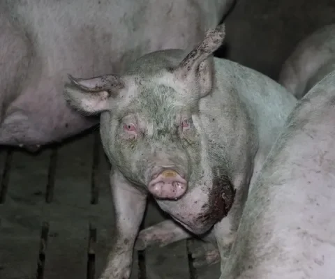 Ziek van de intensieve veehouderij