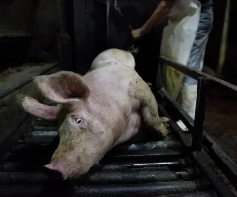 In Nederlandse slachthuizen worden varkens nog steeds levend gekookt