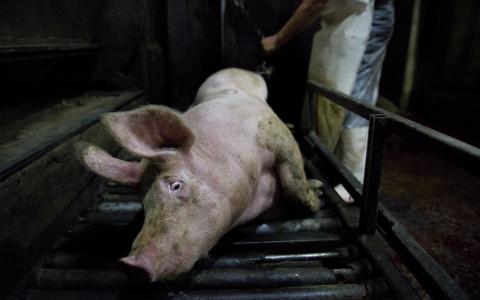 In Nederlandse slachthuizen worden varkens nog steeds levend gekookt 