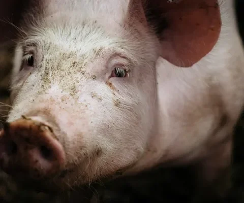 Zelfs in 'meest transparante' varkensslachthuis misstanden