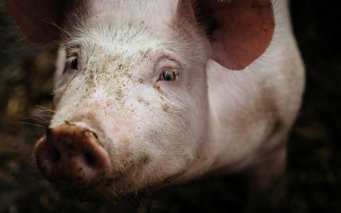 Zelfs in 'meest transparante' varkensslachthuis misstanden