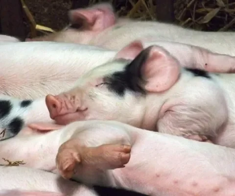 Varkensboeren willen massaal stoppen