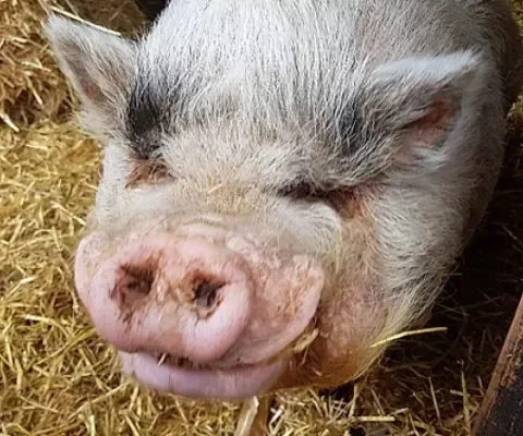 In memoriam: Hector het hangbuikzwijn
