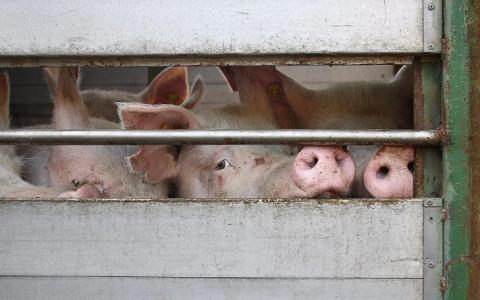 Minister Schouten steunt de oproep om internationale diertransporten te stoppen niet