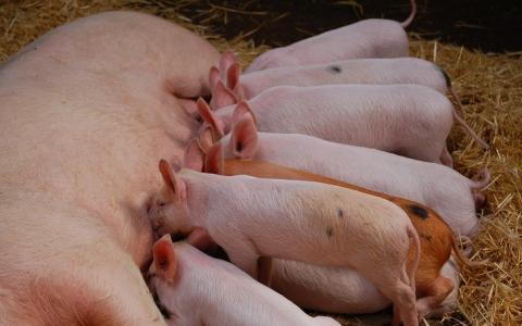 De toekomst van de varkenshouderij: potdichte megastallen of biologisch?