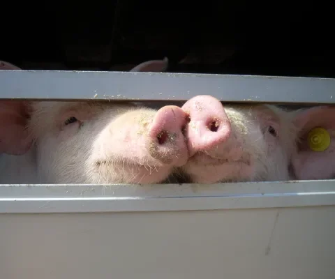 Biedt Brexit kansen voor een verbod op de export van levende dieren?